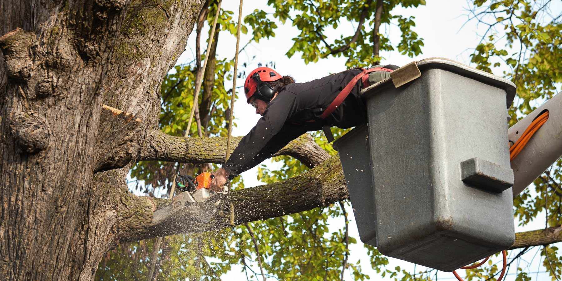 professional arborist using a chainsaw to cut a thick branch off a large tree trunk